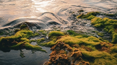 Ototrof Beslenme Nedir?