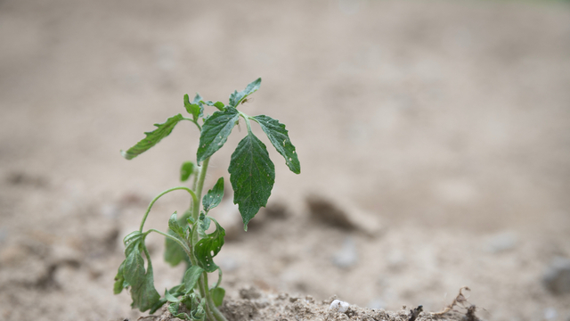 Kuraklık+zirai don= Tehlike kapıda