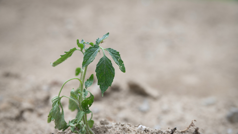 Kuraklık+zirai don= Tehlike kapıda