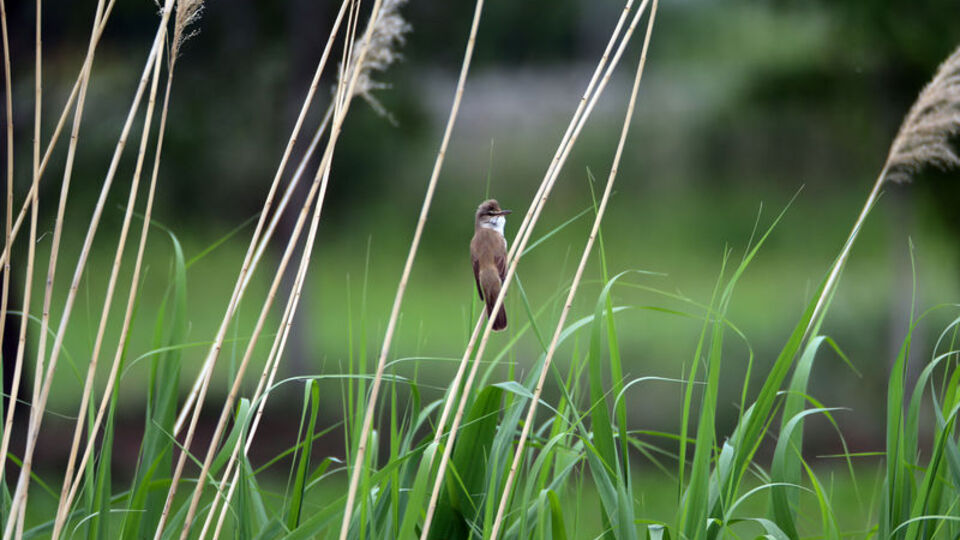 2 yıl boyunca 1 gramlık cihazla takip edildi