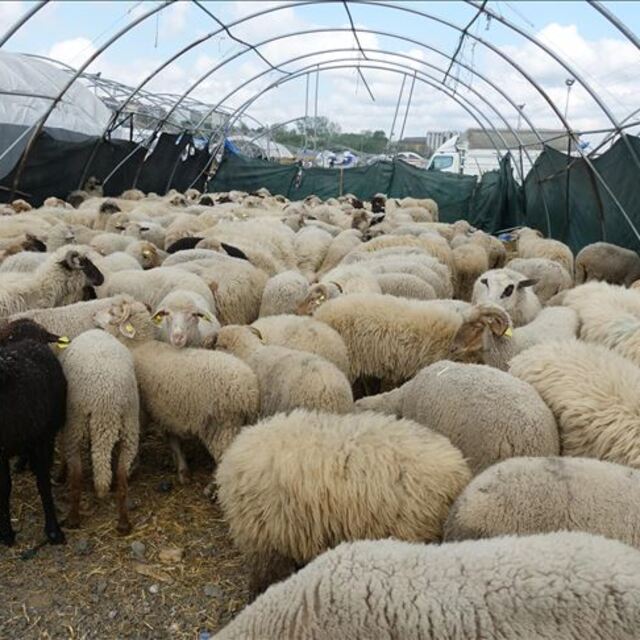 Kurban keseceklerin dikkatine!