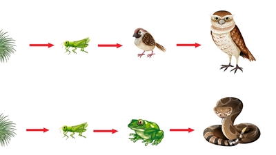 Heterotrof Beslenme Nedir?