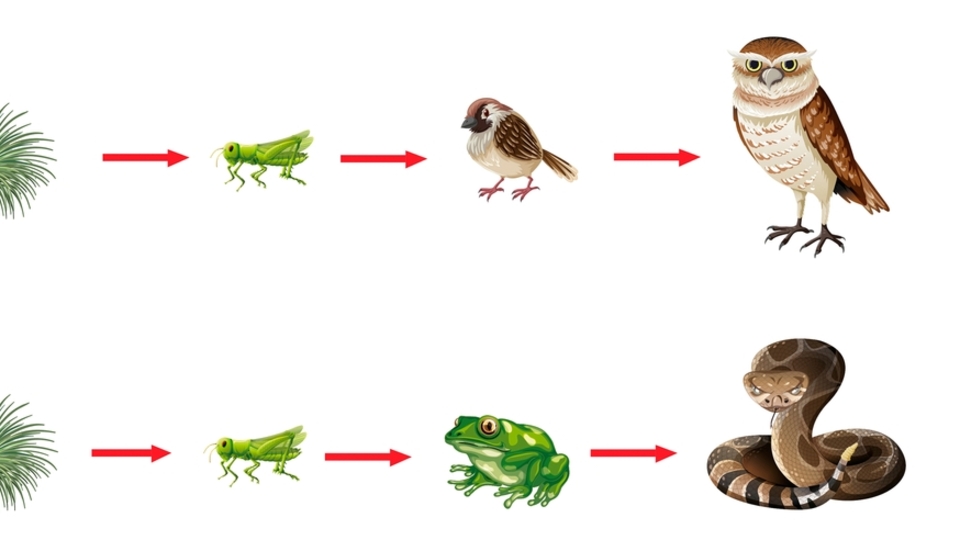 Heterotrof Beslenme Nedir?
