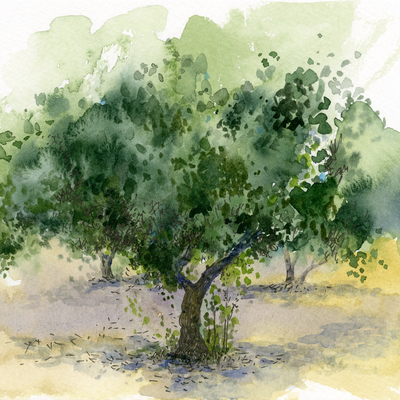 1. Gastrofest Ayvalık başlıyor