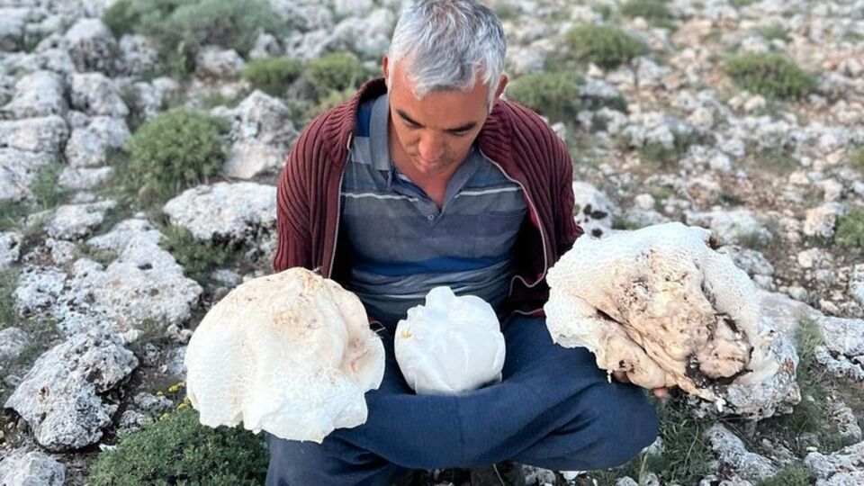 Dağlık alanda buldu... Toplamı 20 kg!