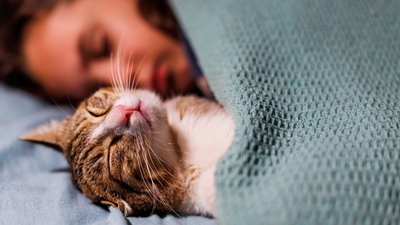 Evcil hayvanlar ruh sağlığını nasıl iyileştirir?