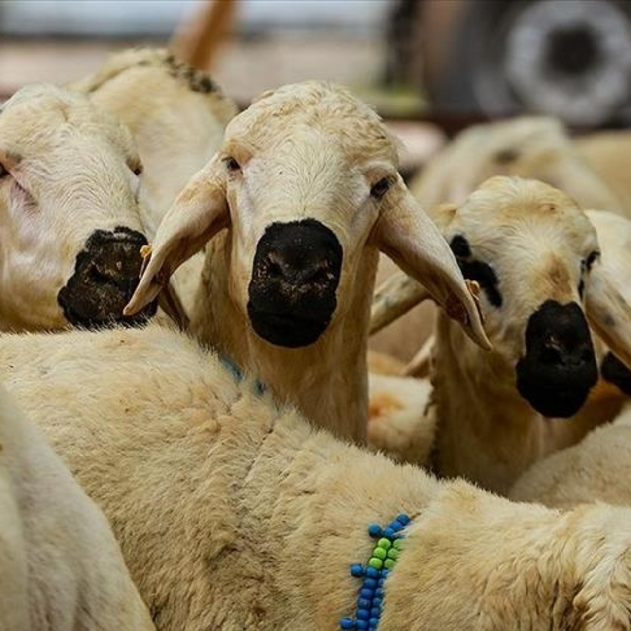 2025 Vekaletle kurban kesim ücretleri