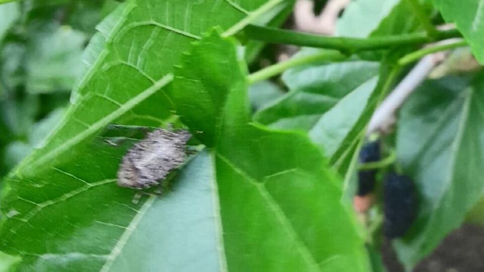 Kokarca böceği istilası! Ürünlerde kalite kaybı var