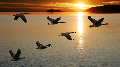 Göçmen kuşlar yollarını nasıl bulur?