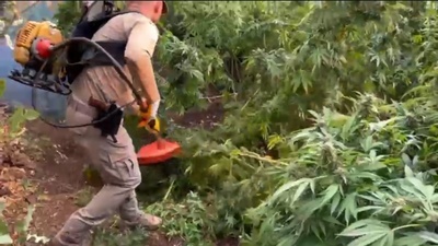 3.5 milyon kenevir ele geçirildi