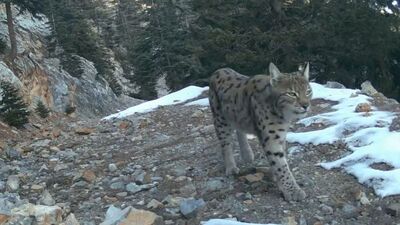 Vaşak, kurt, yaban kedisi... Fotokapana yakalandı!