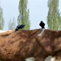 İneği huzursuzlanınca anladı! Kargadan şaşırtan davranış
