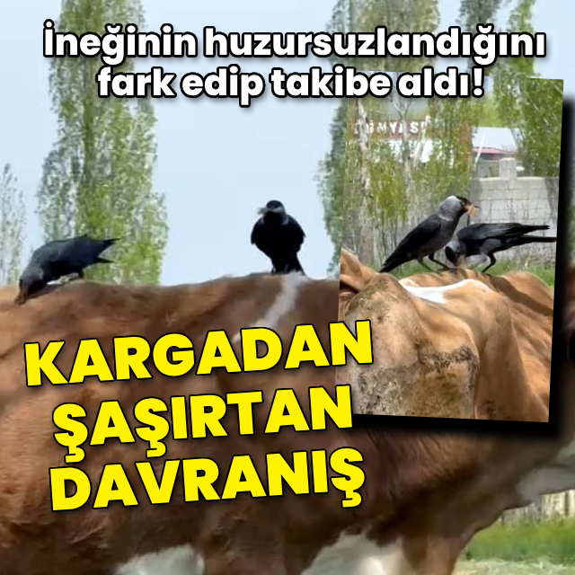 İneği huzursuzlanınca anladı! Kargadan şaşırtan davranış
