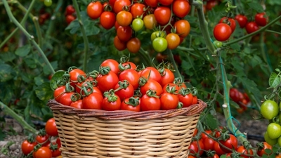 Domates kilo aldırır mı?