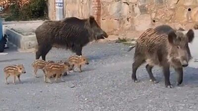 Yaban domuzlarını besleyenlere ceza kesilecek