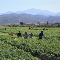 Mevsimlik işçinin tazminat hakkı