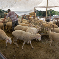 Kurbanlık fiyatları ne kadar?