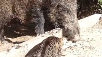 Yaban domuzu ve kedi birlikte yemek yedi