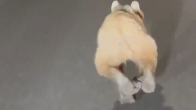 O anlar kamerada! Yavru ayı tünele girdi!