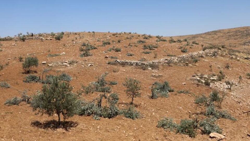 İsrailli grup zeytinlik yaktı
