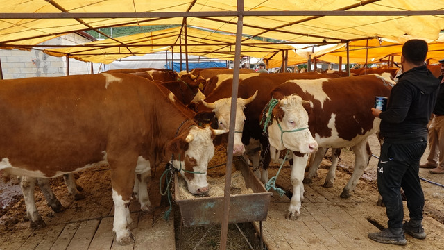 Kurban etinde 'salmonella bakterisi'ne dikkat!