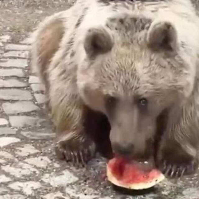 Akşam karpuz yedi, sabah geri döndü