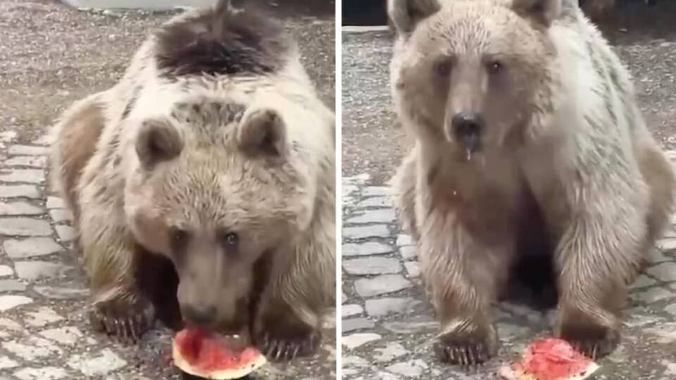 Akşam karpuz yedi, sabah geri döndü