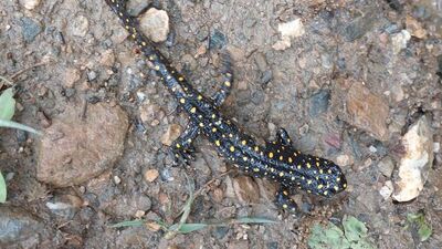 Düzce'de izi sürülüyor