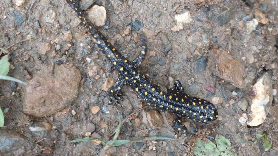 Düzce'de izi sürülüyor