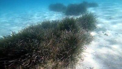 Marmara için deniz çayırı uyarısı