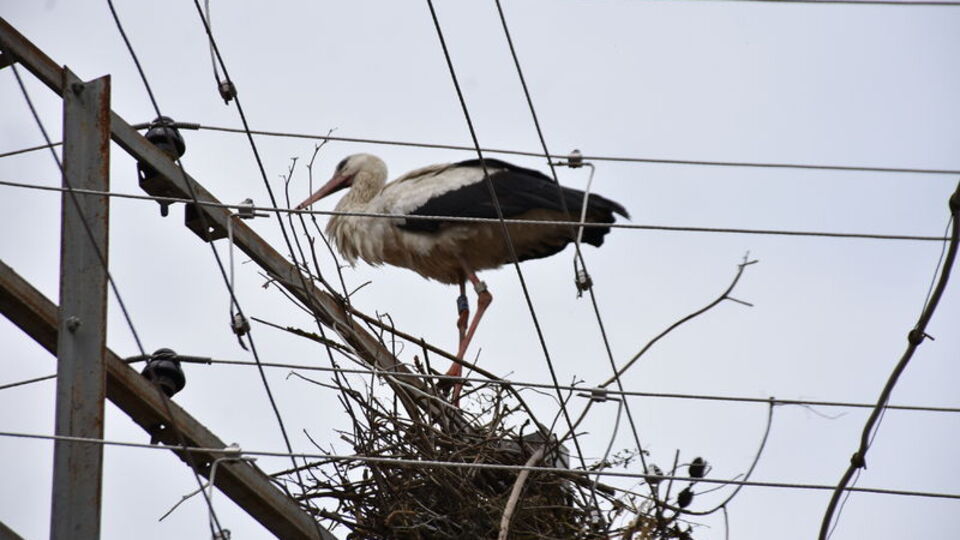 Yumurtadan çıktığı ovaya iki yıl sonra döndü