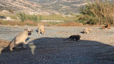 Hatay'da kuduz alarmı! Sahipsiz köpekler toplatılıyor