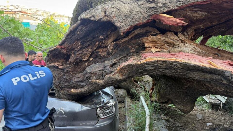 Beşiktaş'ta 150 yıllık ağaç devrildi