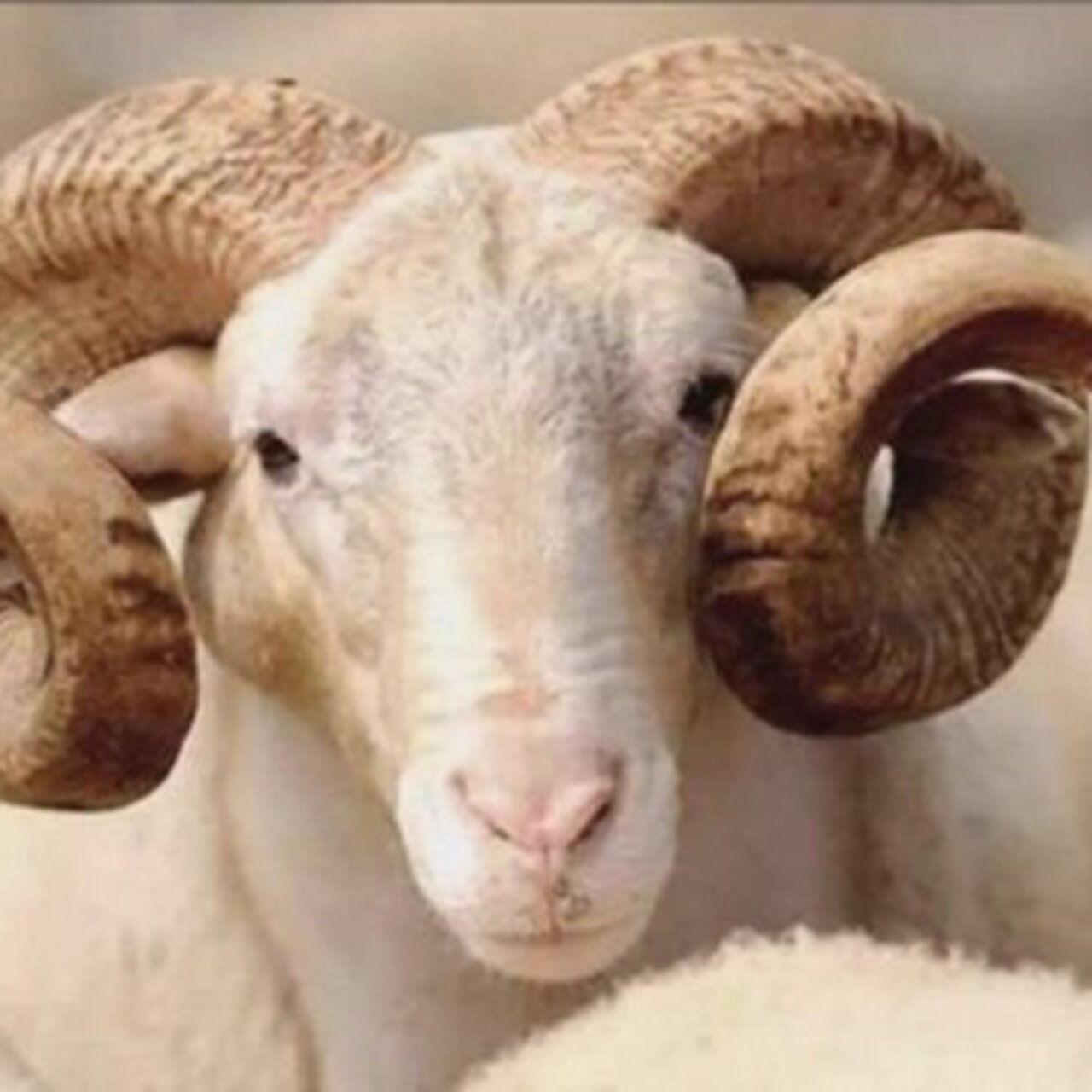 Kurban Bayramı ne zaman? 