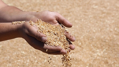 Hububat alım fiyatları belli oldu