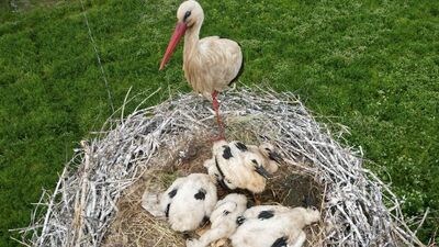 Yavrularının başından bir an olsun ayrılmadı