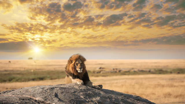 Alman iş insanı safaride aslan saldırısında öldü!