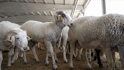 İstanbul Veteriner Hekimler Odasından "kurbanlık" açıklaması