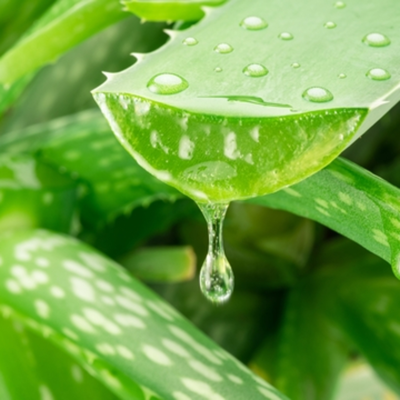 Aloe vera nasıl bakılır?