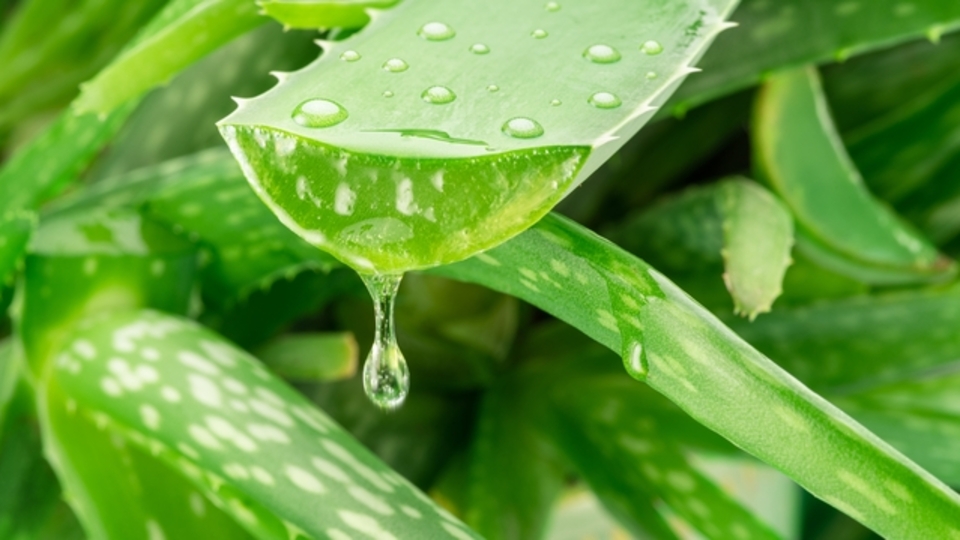 Aloe vera nasıl bakılır?