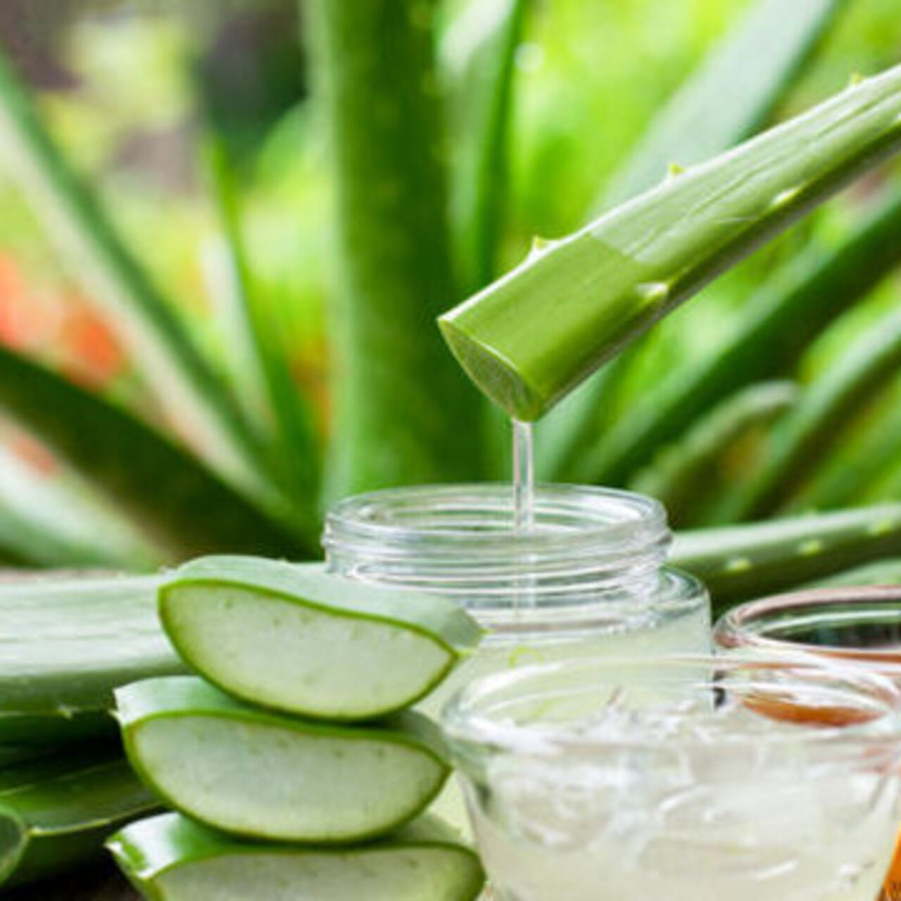 Aloe vera nasıl çoğaltılır? 