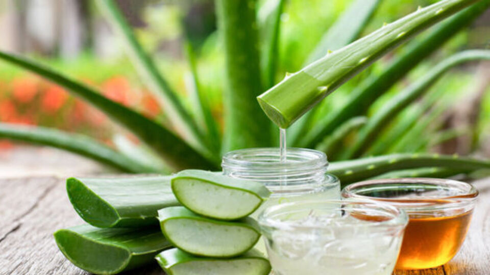 Aloe vera nasıl çoğaltılır?