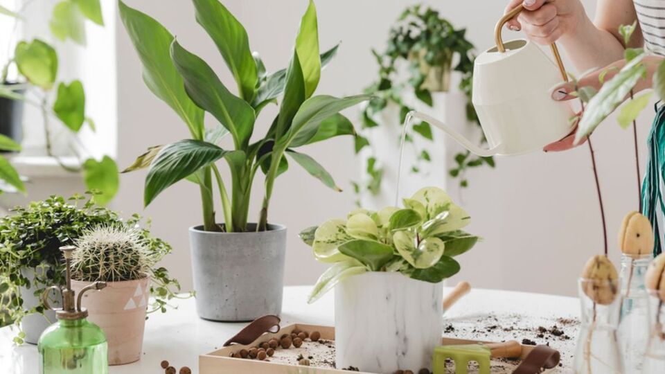 Banyo bitkileri ve çiçekleri