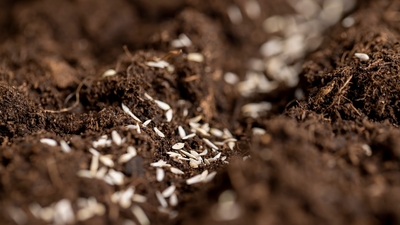 Rekabet Kurumu'ndan yedi tohum firmasına soruşturma