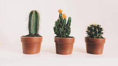 Kaktüs nasıl bakılır?