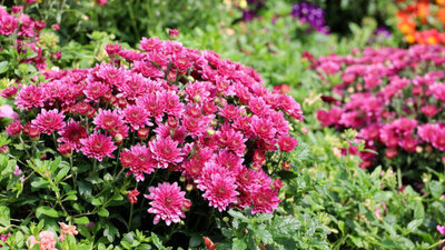 Kasımpatı çiçeği anlamı nedir?