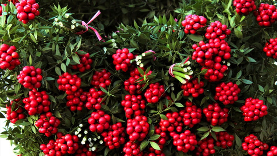 Kokina çiçeği anlamı nedir?