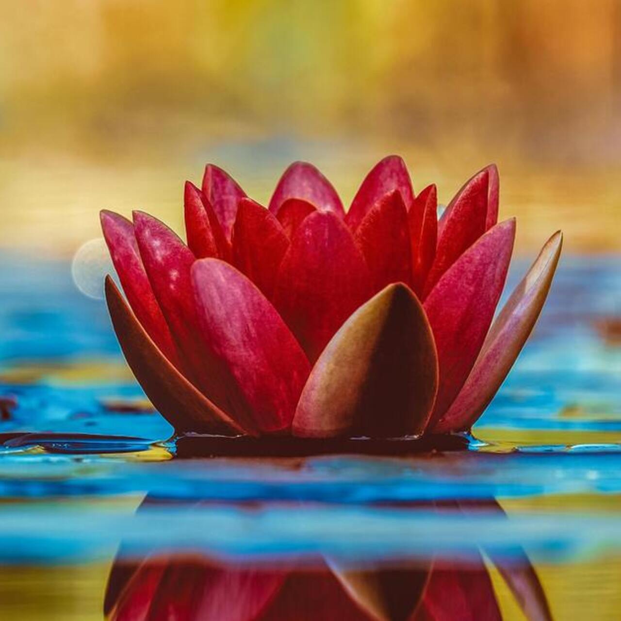 Lotus çiçeği anlamı nedir?