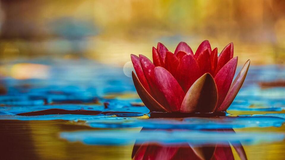 Lotus çiçeği anlamı nedir?