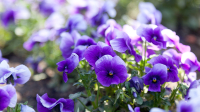 Menekşe nasıl bakılır?